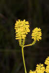 Tall pinebarren milkwort